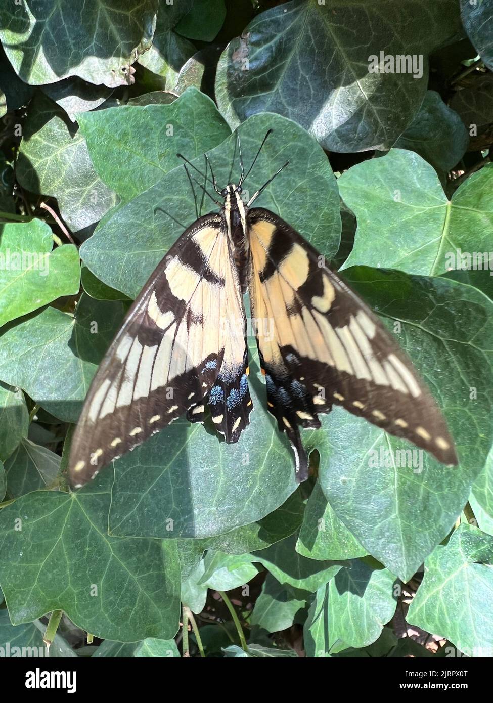 Farfalla coda di rondine nel giardino, Brooklyn, New York. Foto Stock