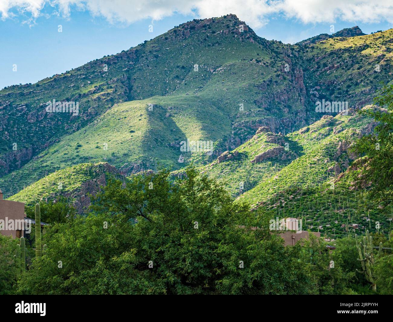 Le montagne del deserto di sonora vicino a Tucson Arizona diventano verde smeraldo a seguito di alcune recenti forti piogge monsoniche. Foto Stock