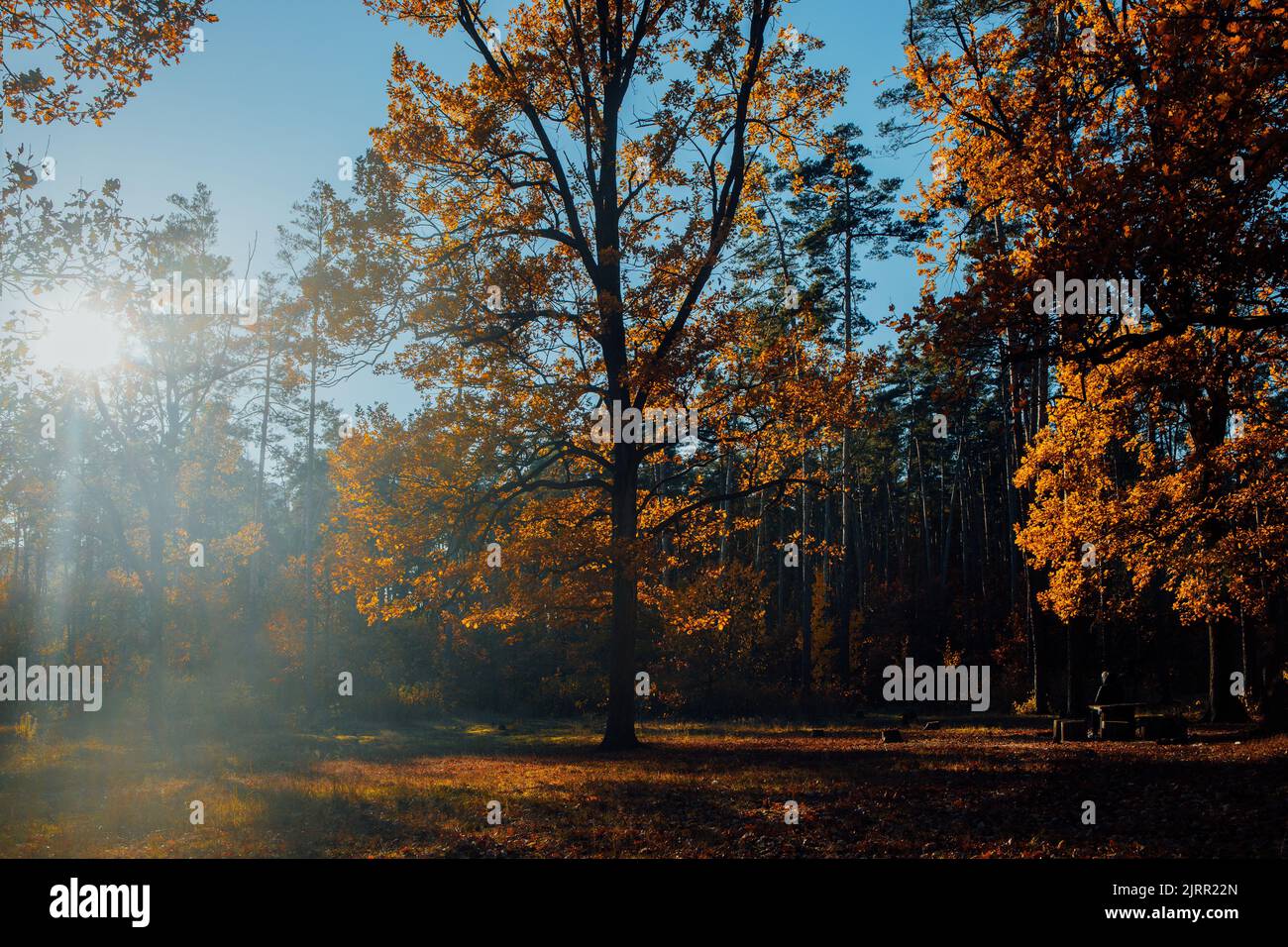 Paesaggio autunnale splendidi alberi colorati nella foresta, che si illuminano alla luce del sole. Splendido sfondo pittoresco. Colori nella natura. Splendida vista. Incredibile Foto Stock