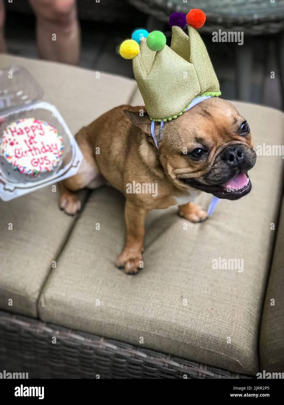 Il bulldog francese indossa un cappello da compleanno con una torta per cani nelle vicinanze per festeggiare il suo primo compleanno. Foto Stock