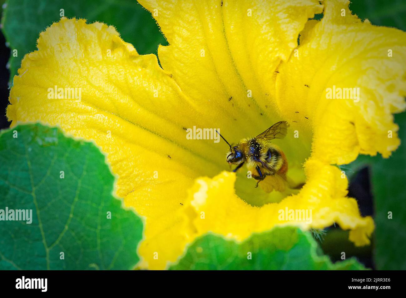 Primo piano di un'ape bombata con cintura arancione ricoperta di polline gialle mentre raccoglie nettare in fiore giallo. Conosciuto anche come bumblebee tricolore, questo miele Foto Stock