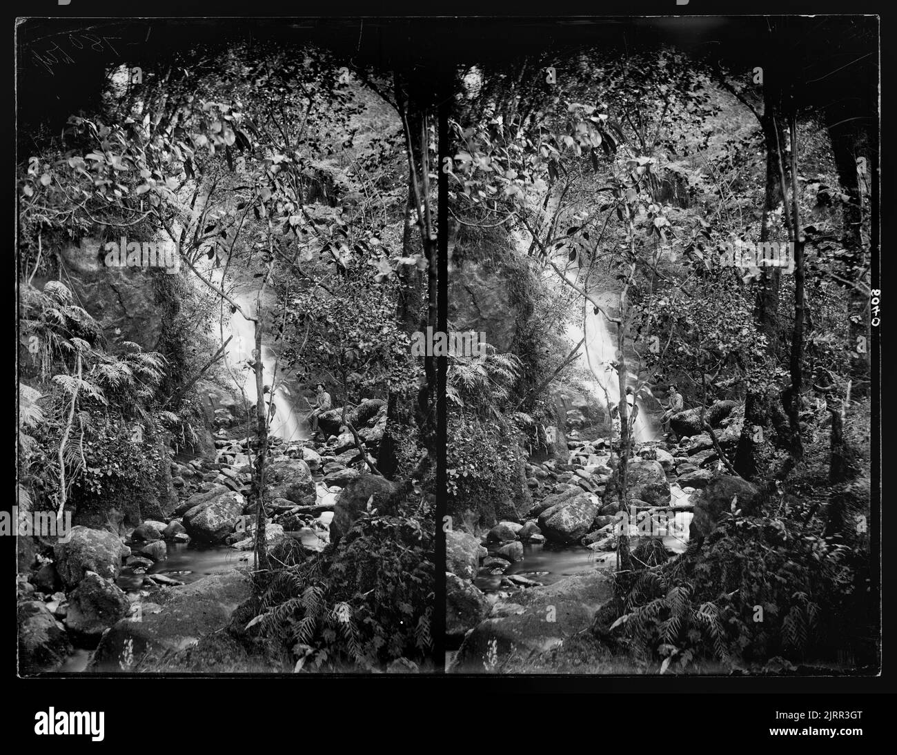 [Fall in Bush, Milford Sound], 1888, Nuova Zelanda, di Burton Brothers. Foto Stock