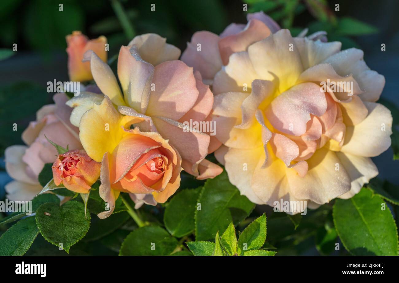 "Hansestadt Rostock, Tan04603, Queen Bee, Mythique, ricorda sempre, Elsbeth Meier' Floribunda Rose, Floribundaros (Rosa) Foto Stock