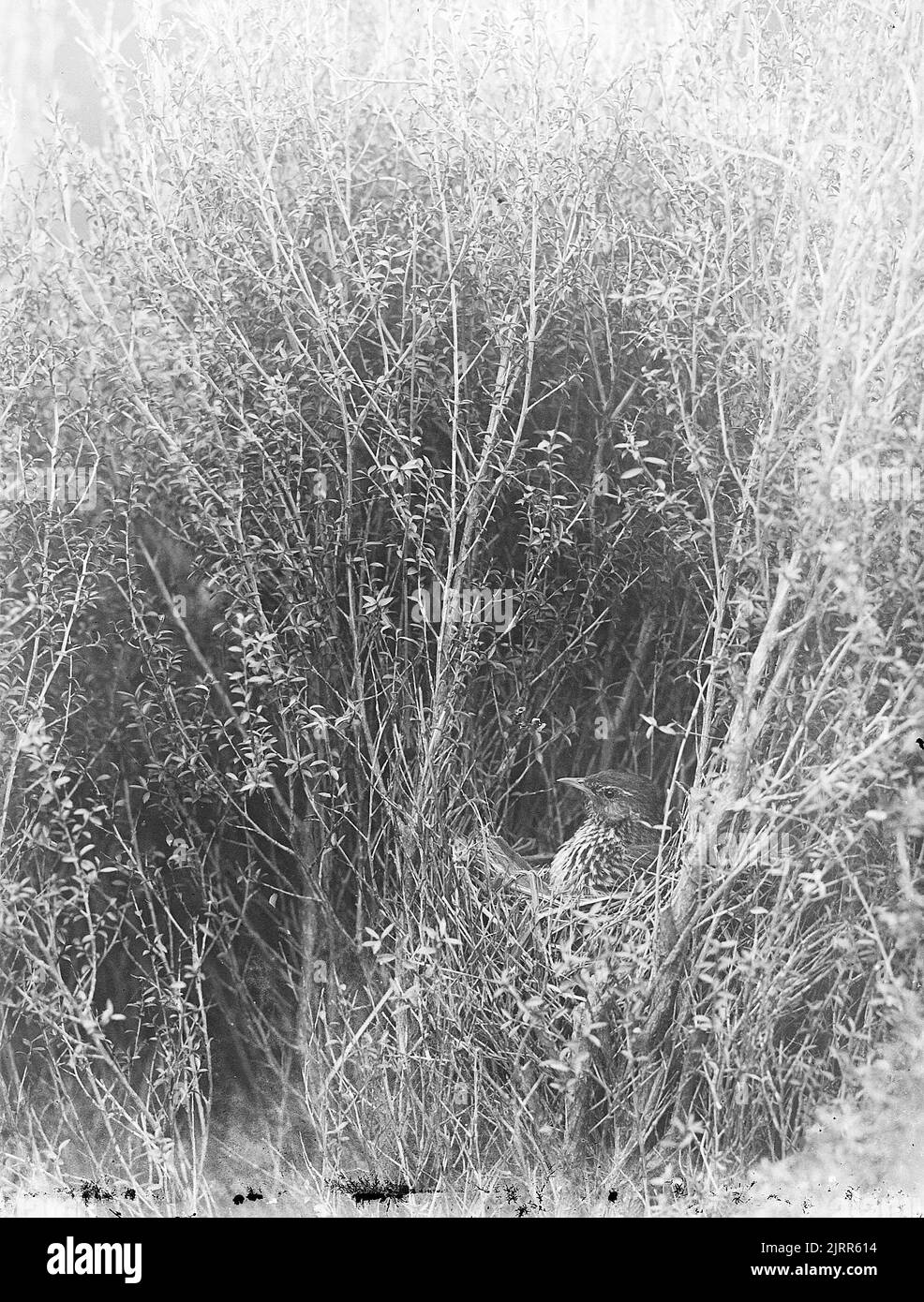 Bowdleria punctata (Passeriformes), 1911, Stewart Island, di Herbert Guthrie-Smith. Foto Stock