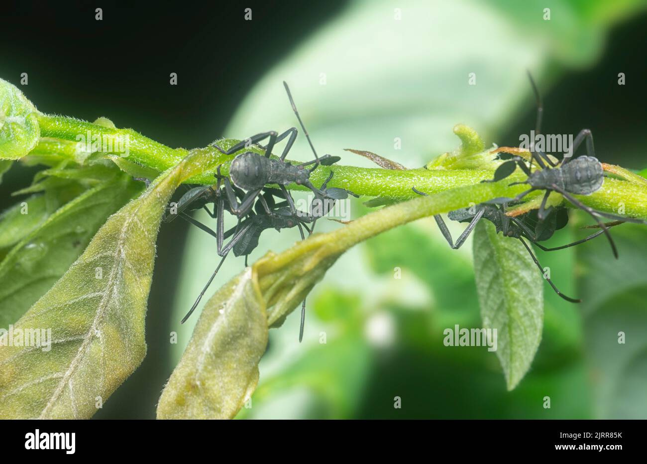 immagine ravvicinata delle ninfe a forma di foglia nera Foto Stock