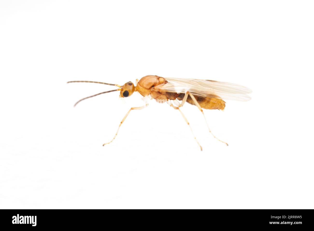 Un Asian Needle ANT (Brachyponera chinensis) maschio durante un volo nuziale, isolato su sfondo bianco. Foto Stock