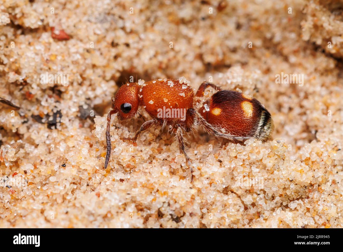 Quattro spotted Velvet ANT (Dasymutilla quadriguttata) - Female Foto Stock