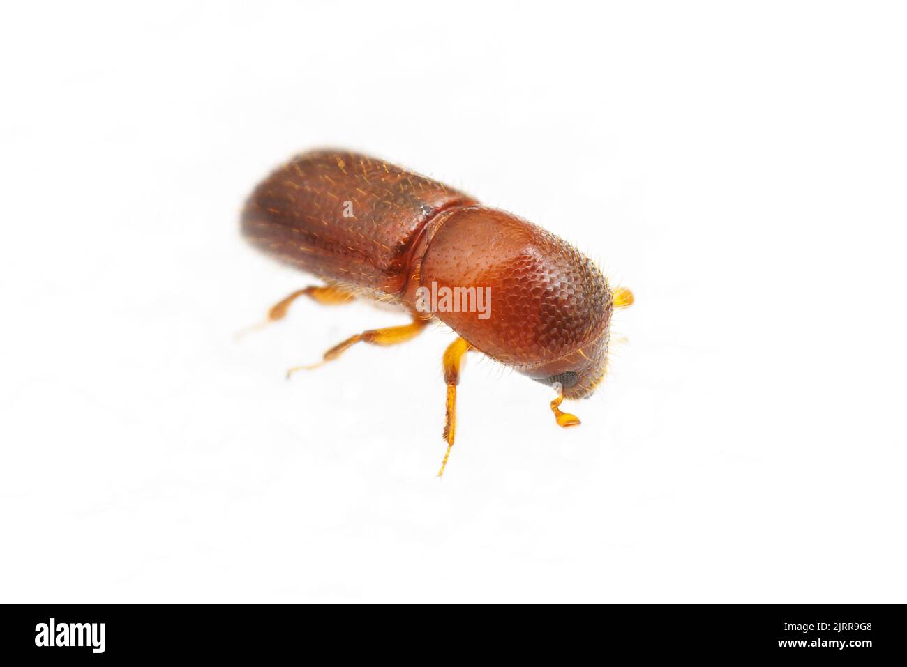 Xyleborus pubescens, uno scarabeo di corteccia che attacca alberi di pino (Pinus spp.), isolato su sfondo bianco. Foto Stock