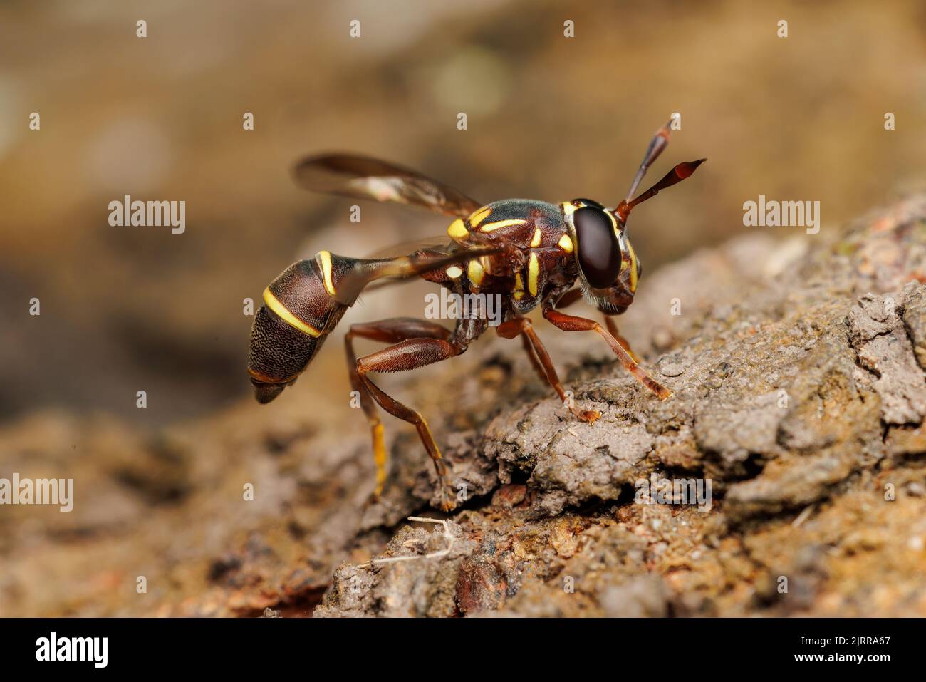 Polybiomyia macquarti, una mosca a volo d'aria. Foto Stock