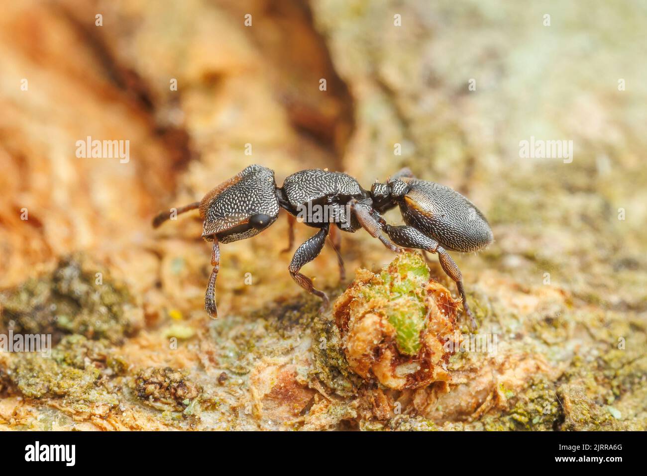 Texas tartaruga ANT (Cephalotes texanus) su un albero di Miele Mesquite (Prosopis glandulosa). Foto Stock
