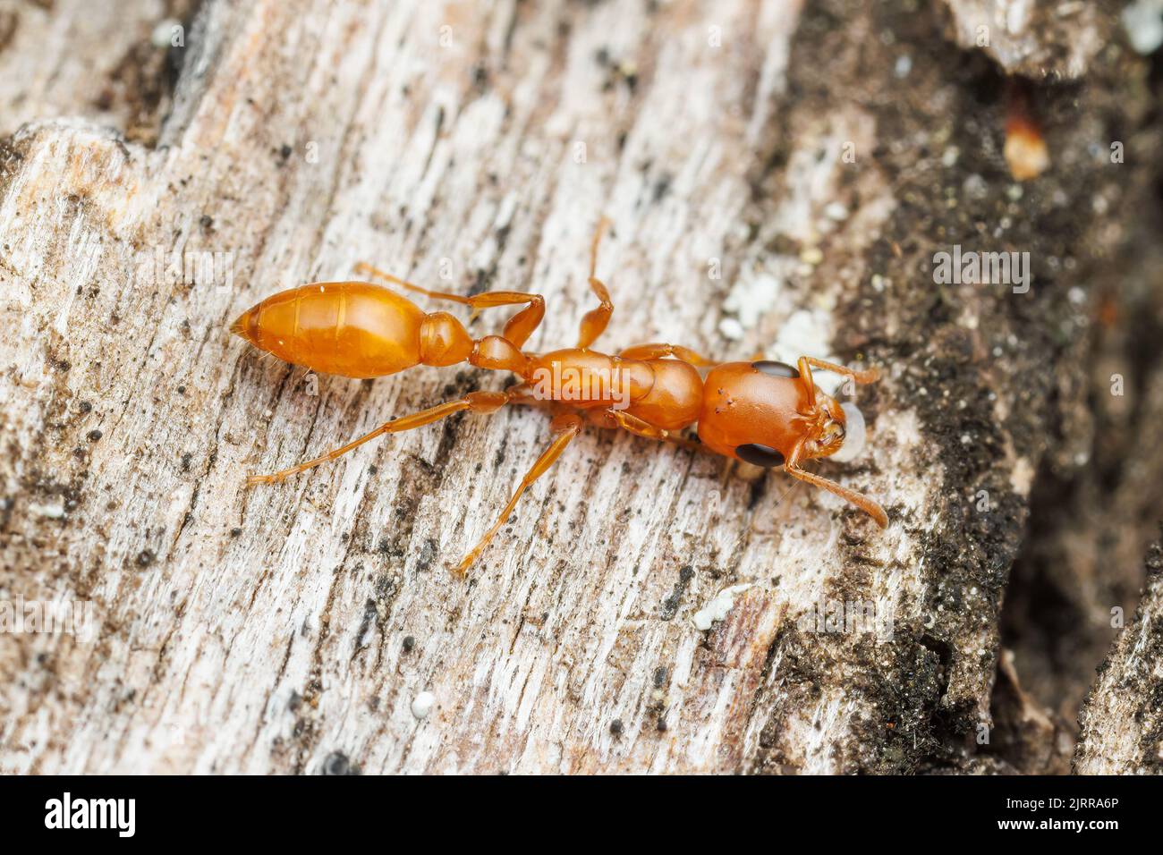 Apache Twig ANT (apache Pseudomyrmex) Foto Stock
