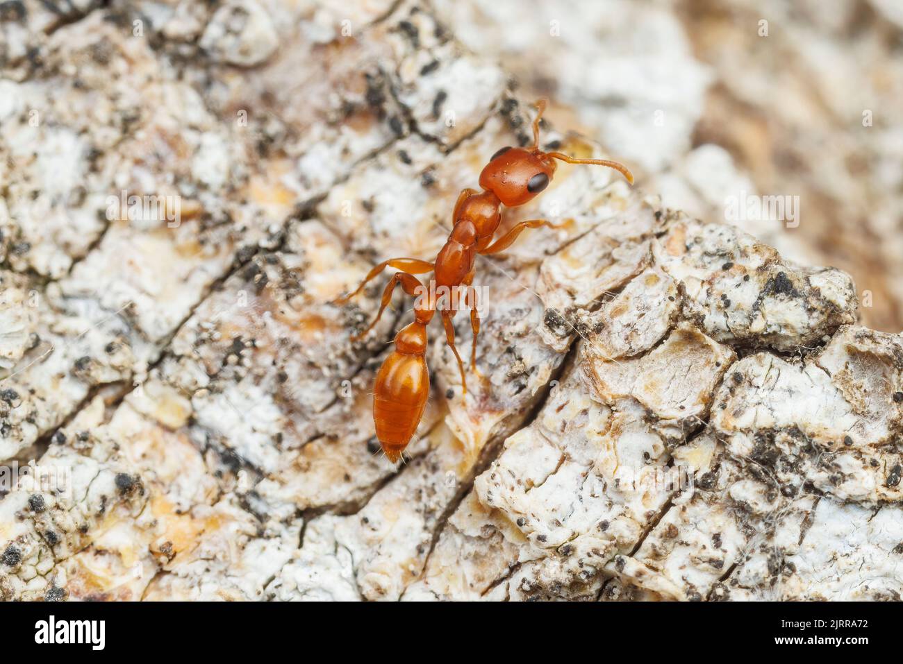 Apache Twig ANT (apache Pseudomyrmex) Foto Stock