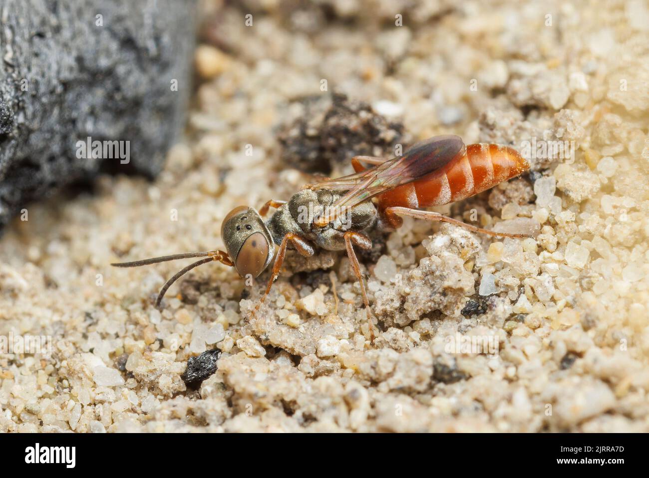 Wasp a testa quadrata (Miscophus sp.) Foto Stock