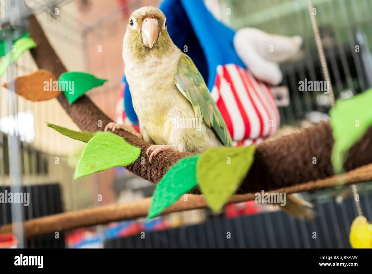 Green-cheeked parakeet o verde-cheeked conure è carino animali domestici. Bird è un animale domestico popolare in Thailandia. Foto Stock