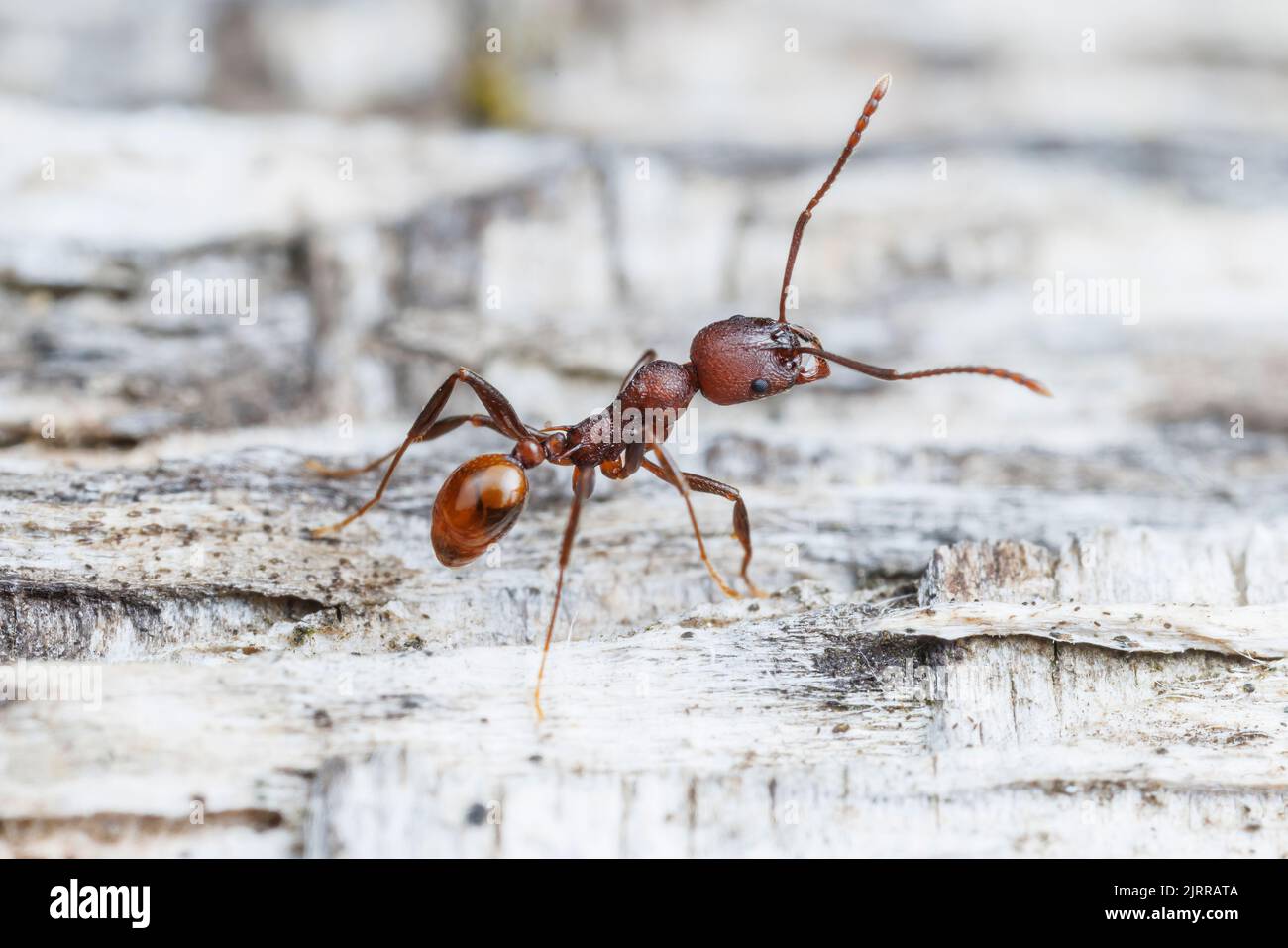 Tennessee Collaired ANT (Aphaenogaster tennesseensis) Foto Stock