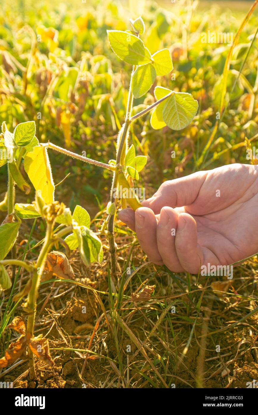 Pod. Pod. Di soia di soia matura in un campo di hand. Di soia matura. Il coltivatore controlla i fagioli di soia per maturess. Coltivatore in campo di soia Foto Stock