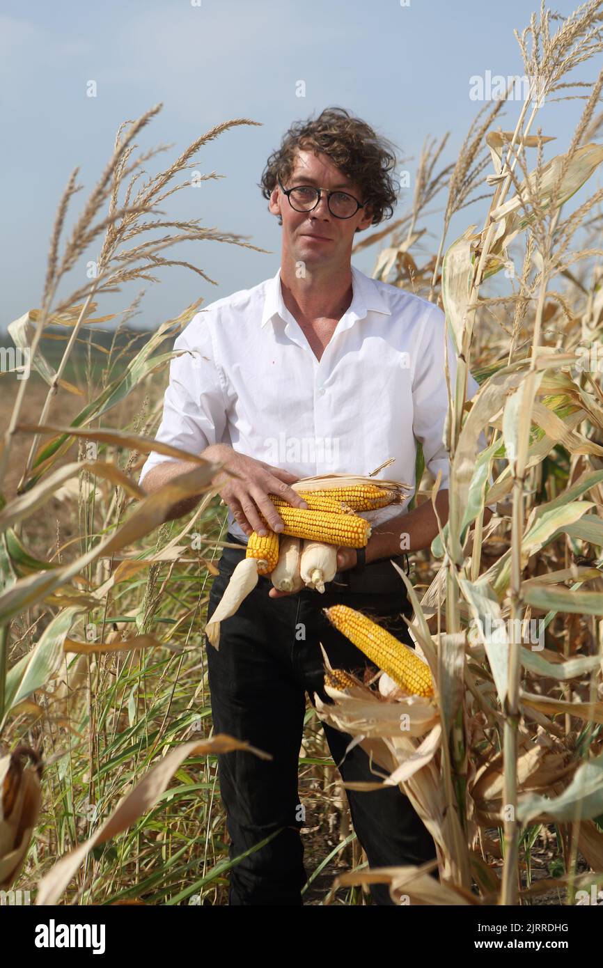 Allevatore scienziato che tiene pannocchie di mais nel campo Foto Stock