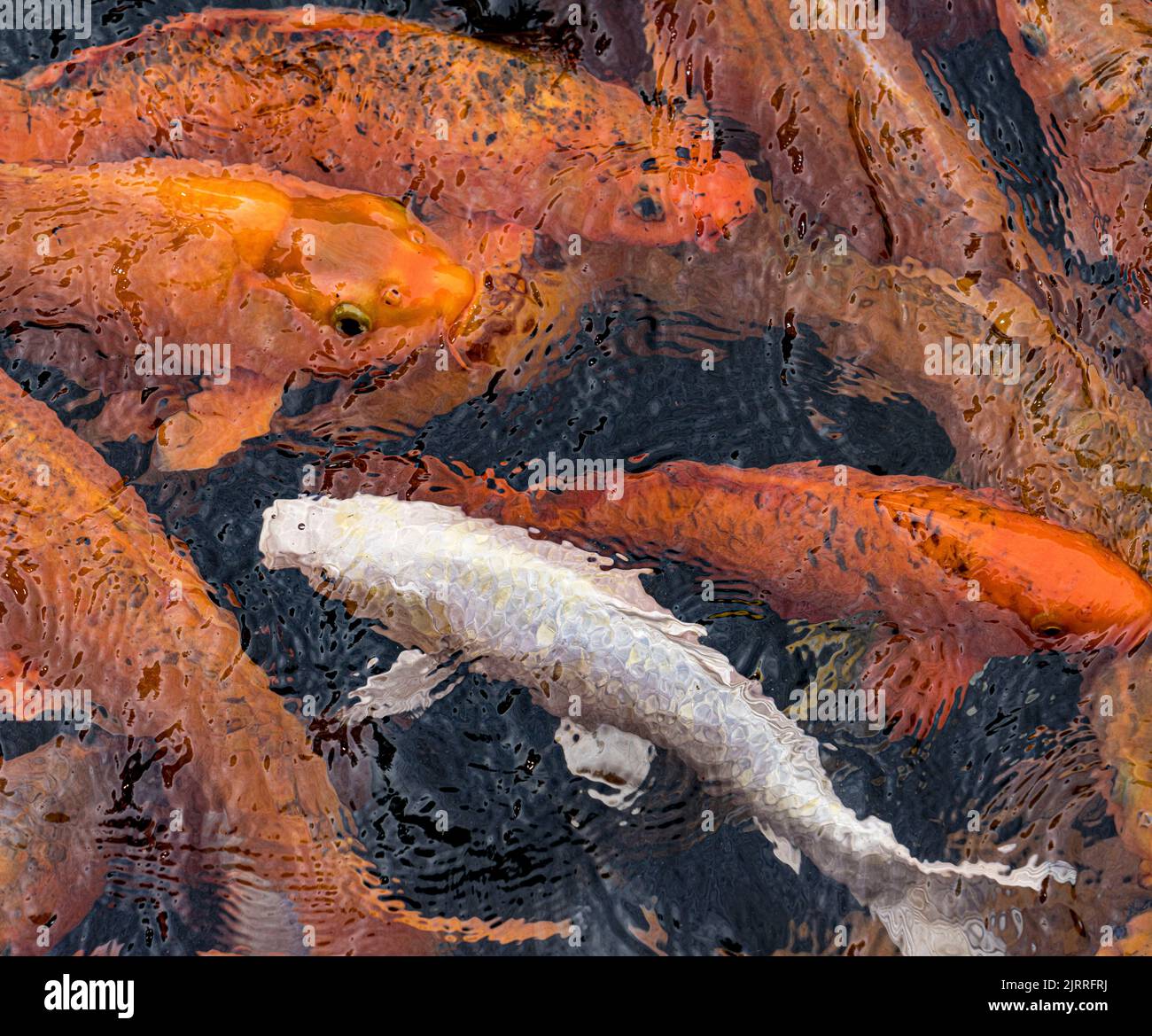 Koi Swarming in cima alla piscina in cerca di cibo. Foto Stock