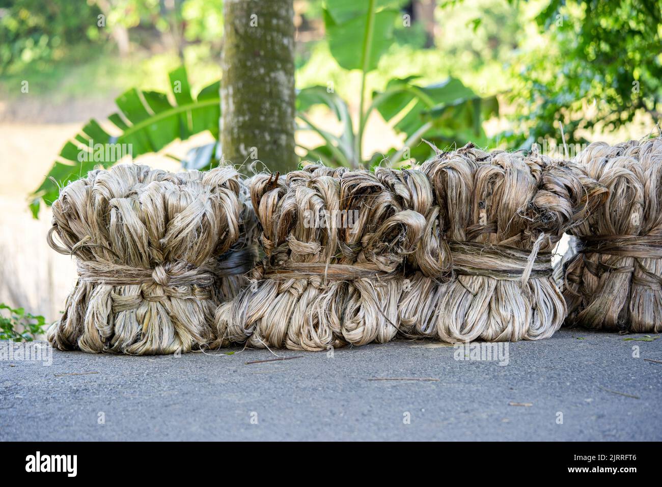 Fibra vegetale di iuta, fibra di iuta grezza appesa Foto Stock