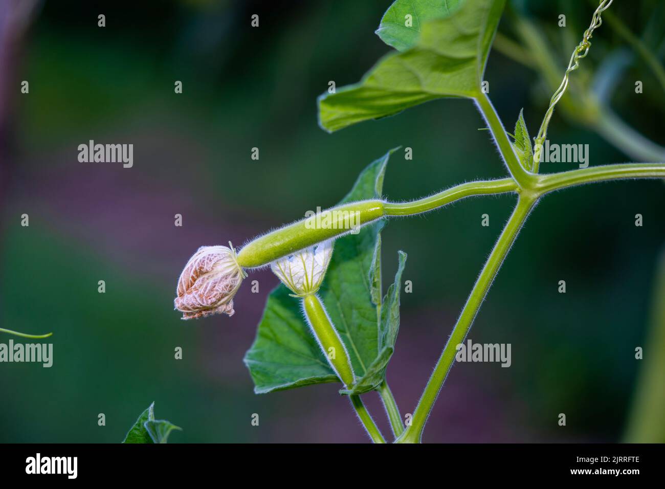 piccolo cucurbit sta diventando nuovo Foto Stock