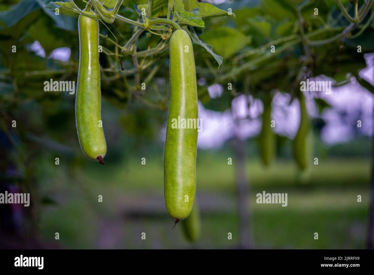 Calabash (Lagenaria siceraria) frutta di orto. Localmente conosciuto come zucca di bottiglia, zucca a fiore bianco, melone lungo, Tasmania di fagiolo di Nuova Guinea Foto Stock