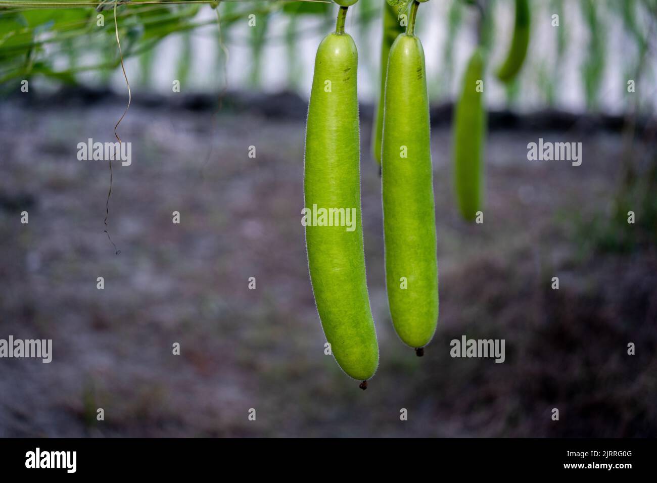 Calabash (Lagenaria siceraria) frutta di orto. Localmente conosciuto come zucca di bottiglia, zucca a fiore bianco, melone lungo, Tasmania di fagiolo di Nuova Guinea Foto Stock
