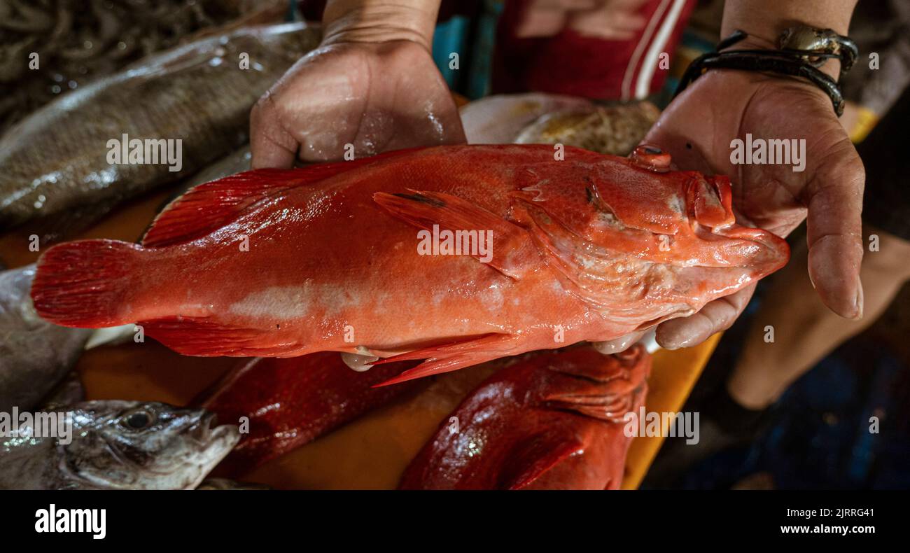 Java, Indonesia, 13 giugno 2022 - il grande pesce rosso è detenuto dal venditore nel mercato del pesce. Foto Stock
