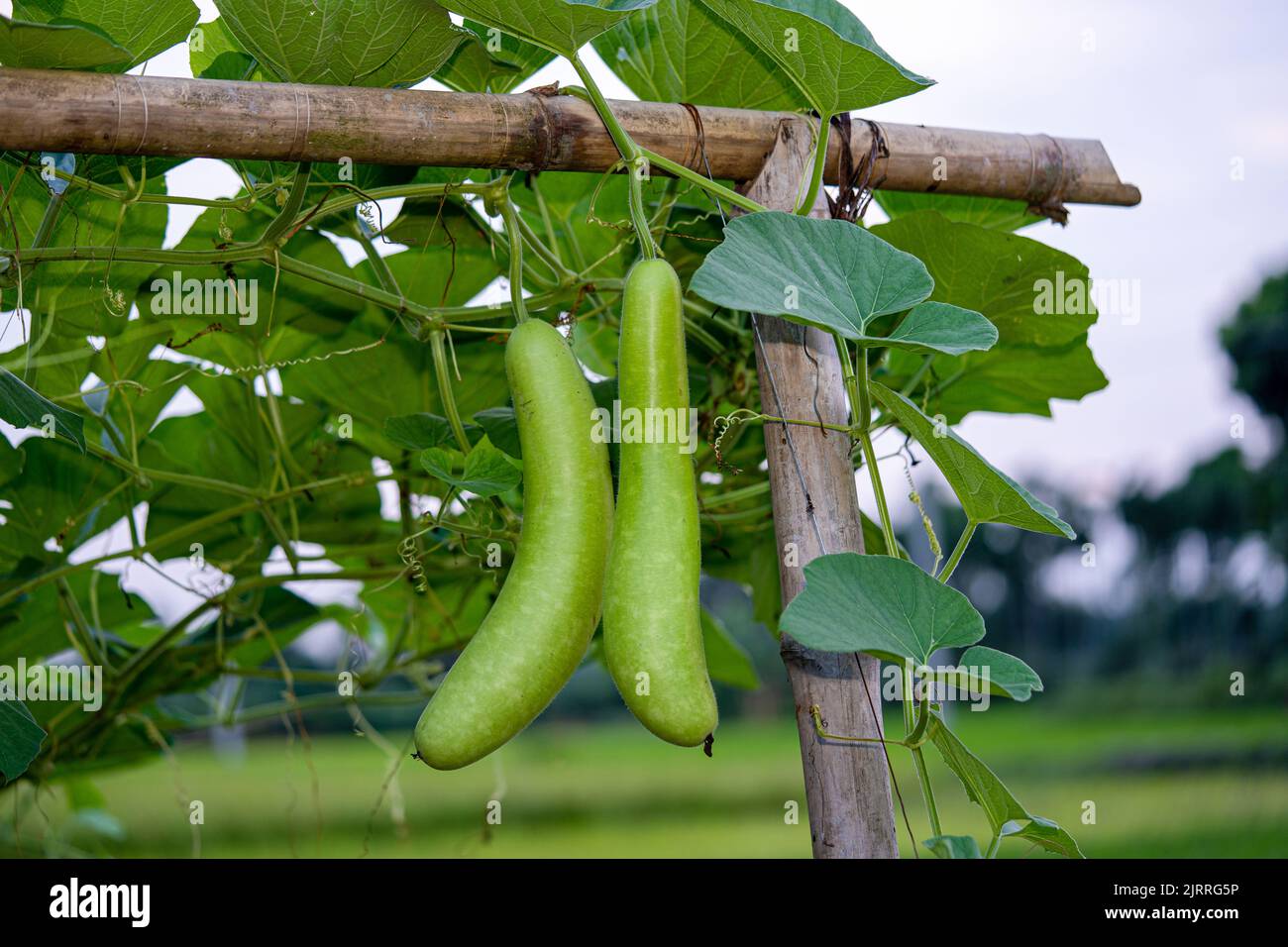 Calabash (Lagenaria siceraria) frutta di orto. Localmente conosciuto come zucca di bottiglia, zucca a fiore bianco, melone lungo, Tasmania di fagiolo di Nuova Guinea Foto Stock