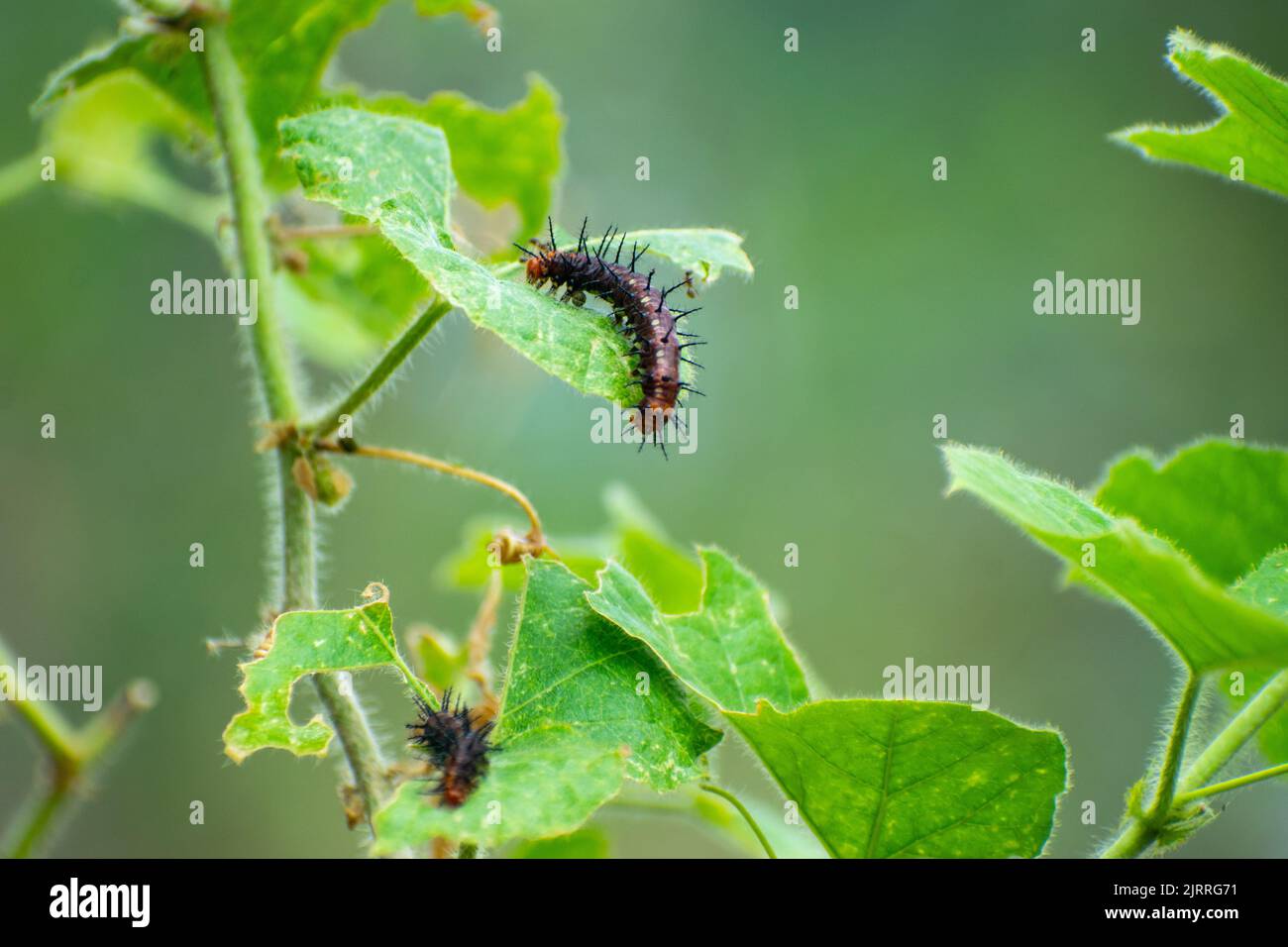 I due pilastri dell'Acraea terpsicore sulle foglie verdi di una pianta Foto Stock