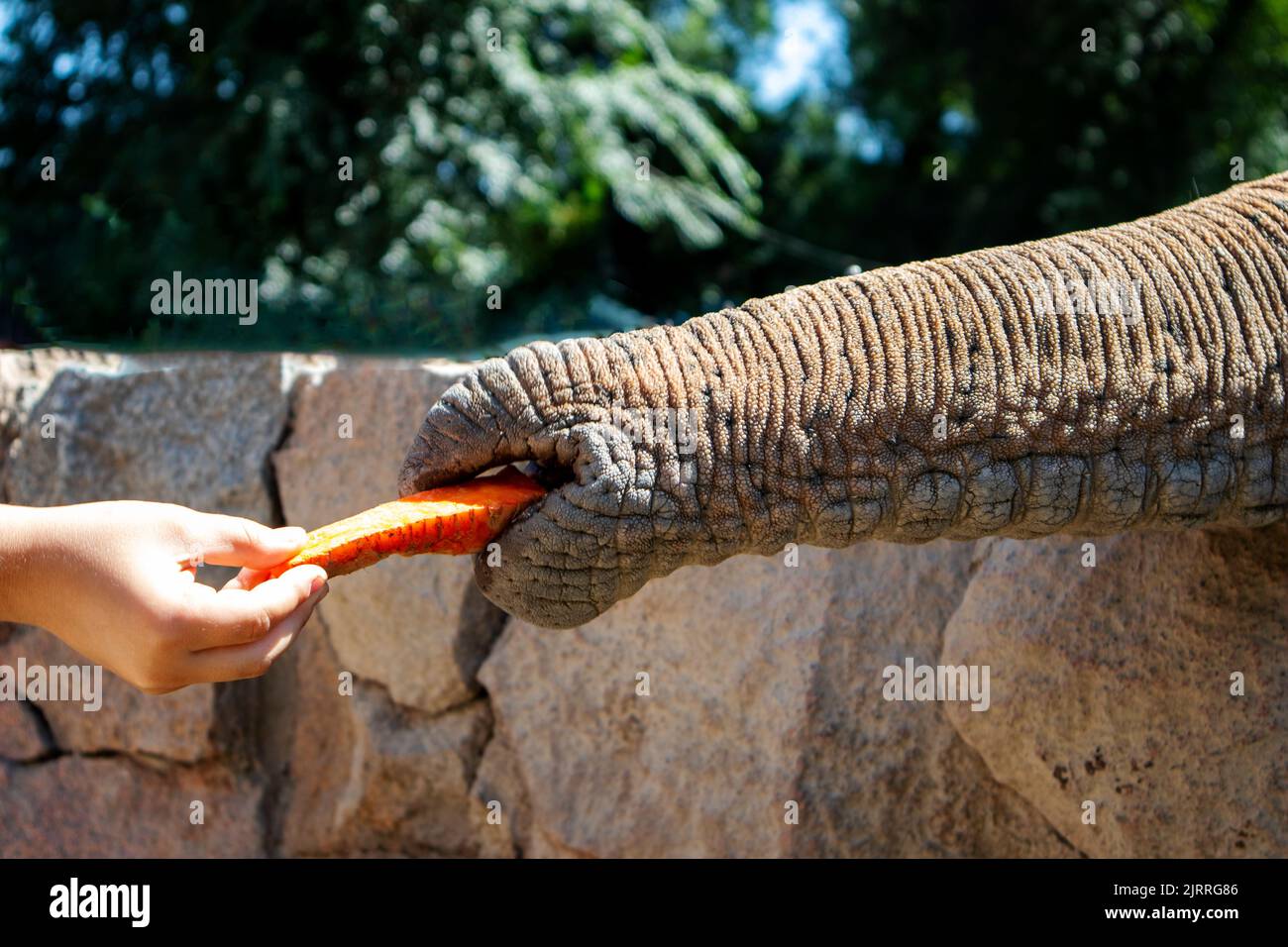 la mano alimenta l'elefante con una carota Foto Stock