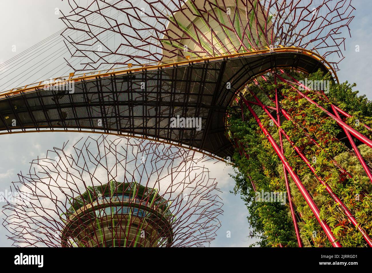 Supertree Grove presso i giardini dalla baia, Singapore Foto Stock