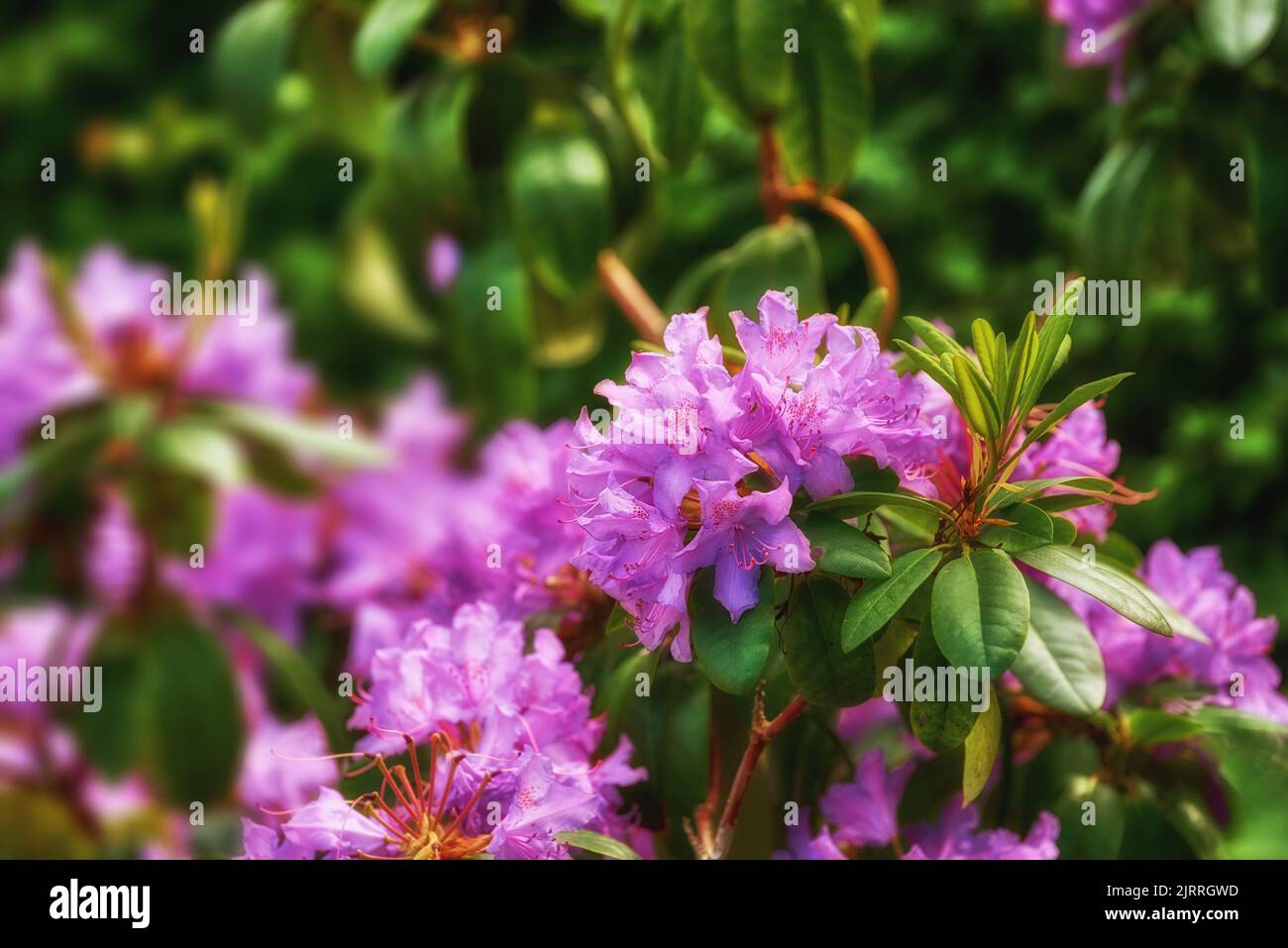 Rhododendron - fiori da giardino nel mese di maggio Foto Stock