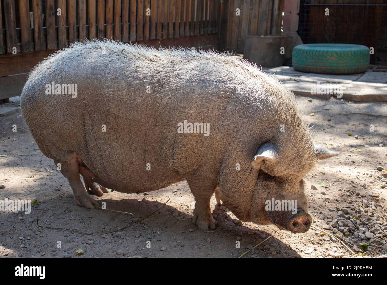 un grande maiale grigio è in piedi in una penna Foto Stock