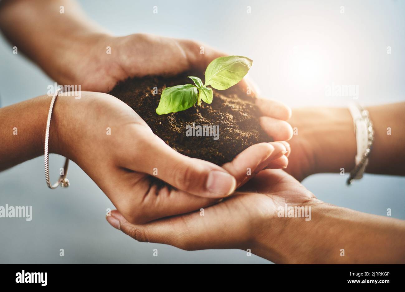 Sostenibilità, sostegno e fiducia con impianti verdi nelle mani di crescita, collaborazione e futuro nello sviluppo della natura come comunità. Terra, suolo e. Foto Stock