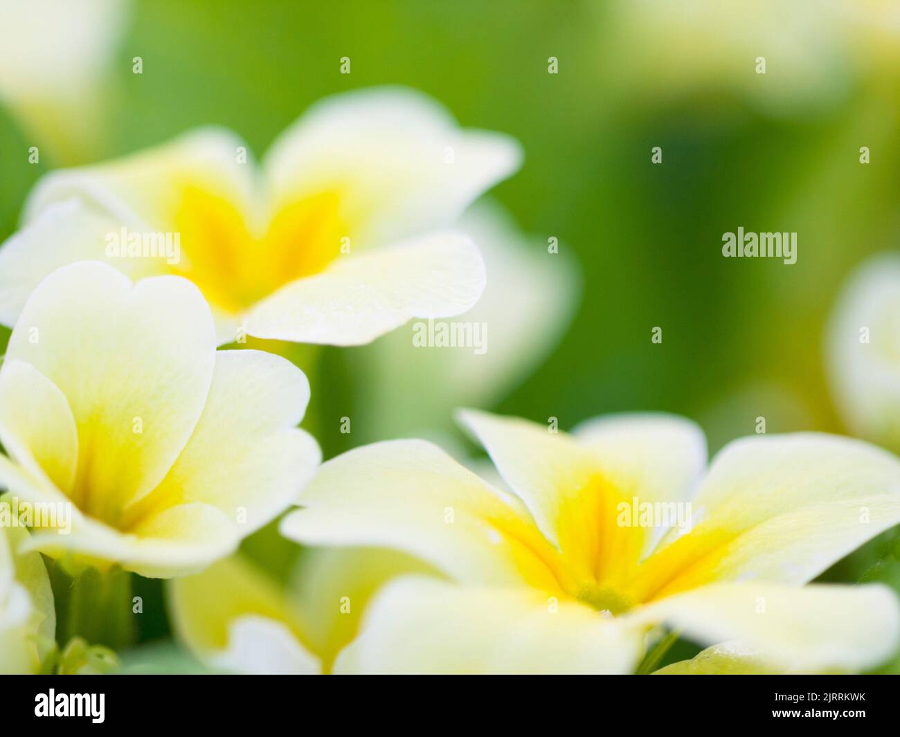 Natura, primavera e fiore con primrosa bianca e gialla in giardino o ambiente naturale sfondo. Estate, campagna e la crescita di piante in Foto Stock