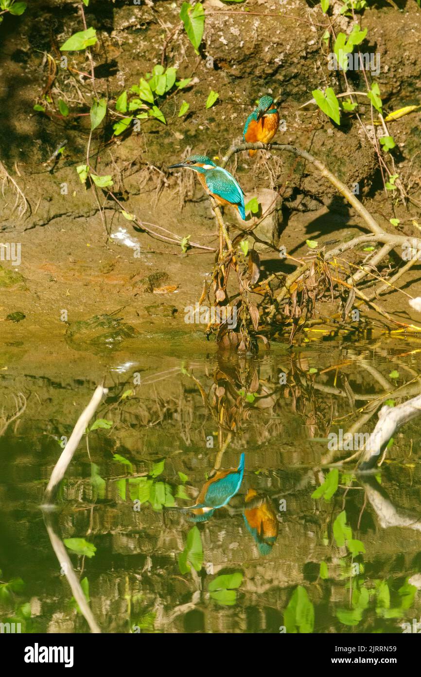 Kingfisher su un ramo di un fiume Foto Stock