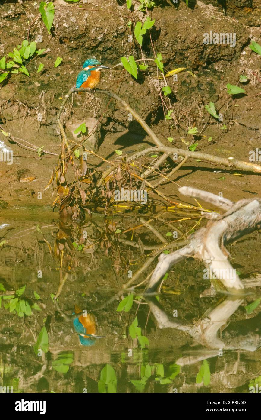 Kingfisher su un ramo di un fiume Foto Stock