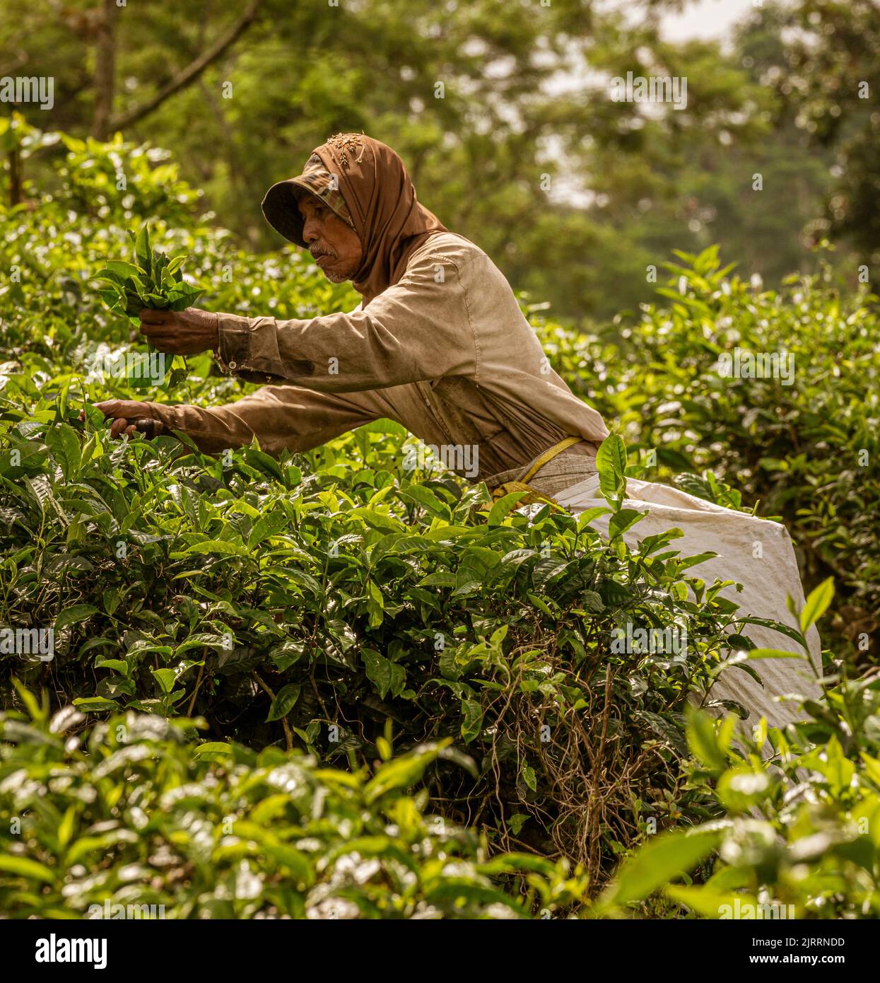 Indonesia, giugno 13 2022 - Tea Harvester introduce un raccolto fresco. Foto Stock