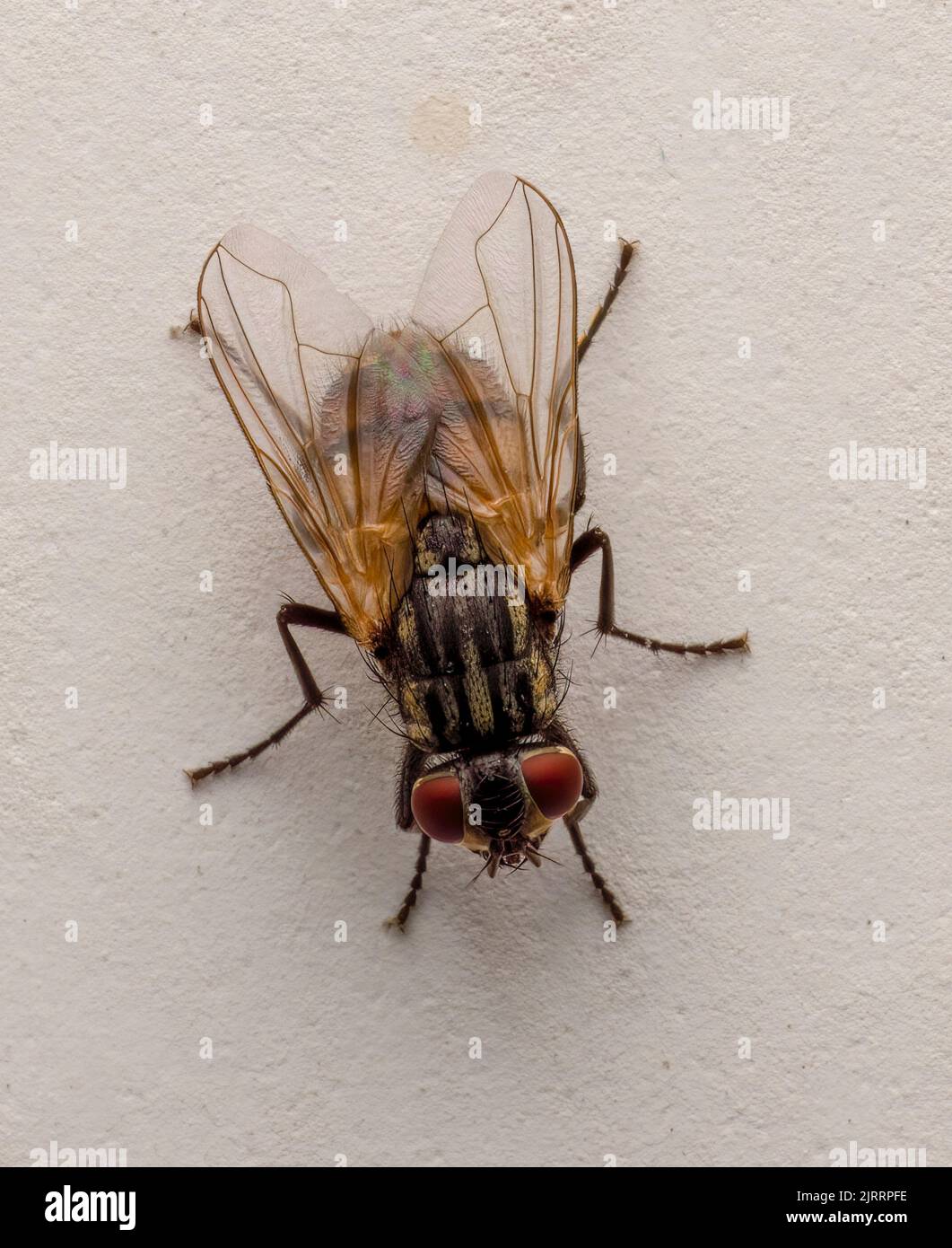 Primo piano di una casa comune, (Musca domestica), a riposo su un muro interno di una casa Foto Stock