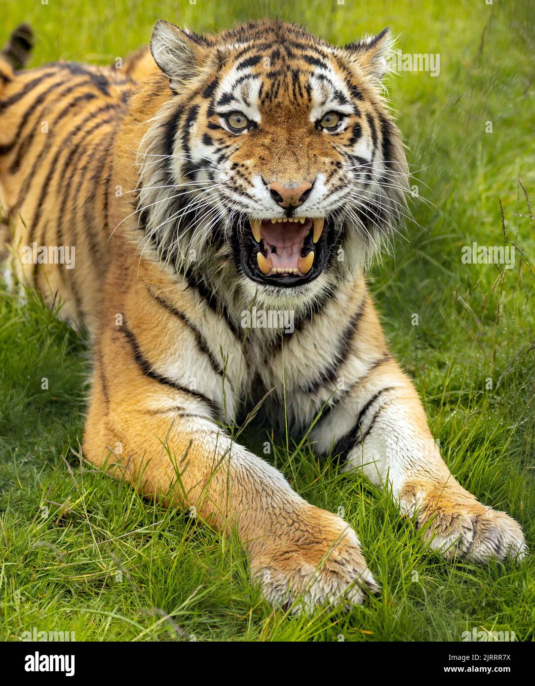 Una tigre di Amur ruggente e sdraiata sulla prateria Foto Stock