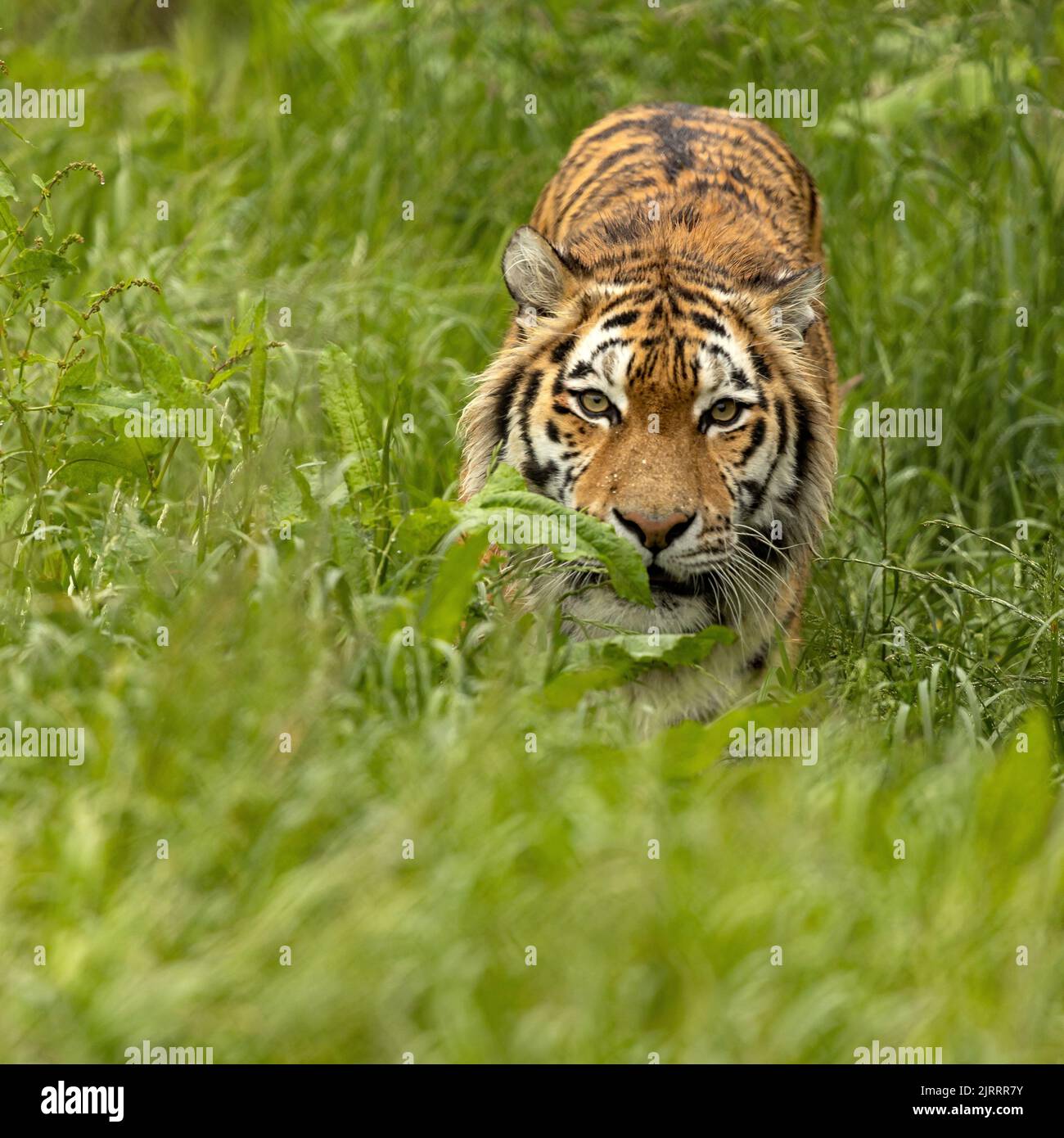 Una tigre di Amur che cammina attraverso le praterie Foto Stock