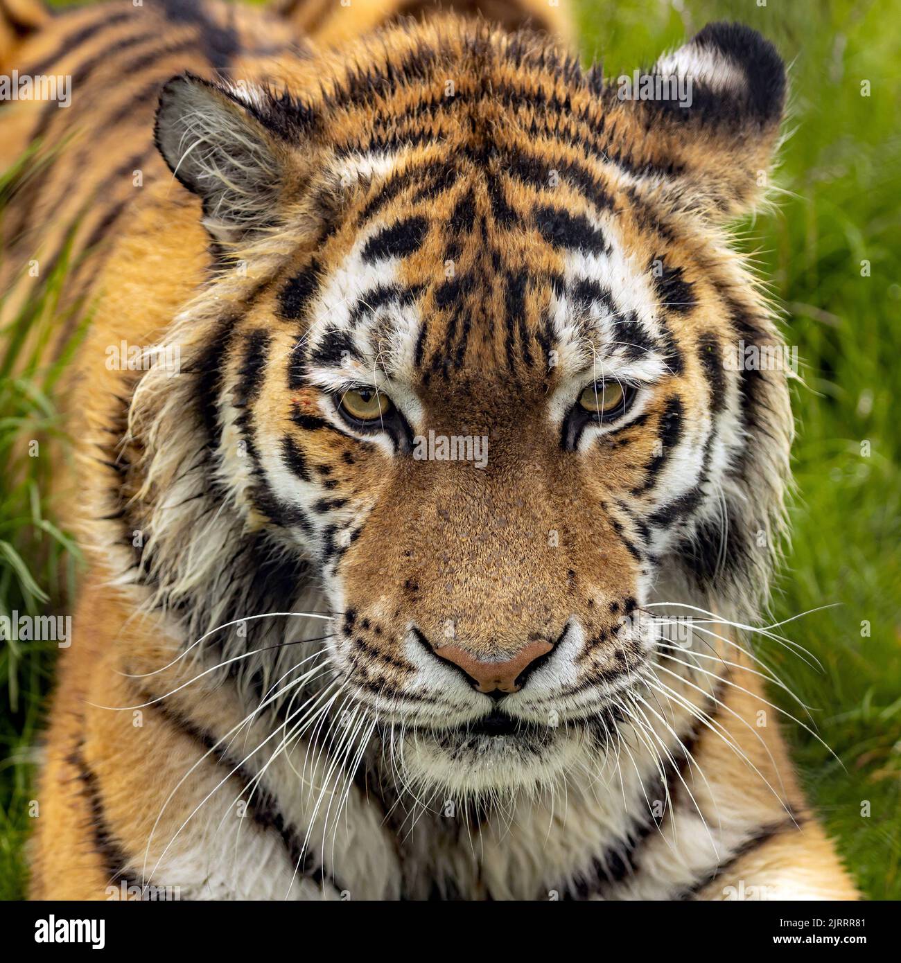 Un primo piano della testa della tigre di Amur sullo sfondo di praterie Foto Stock