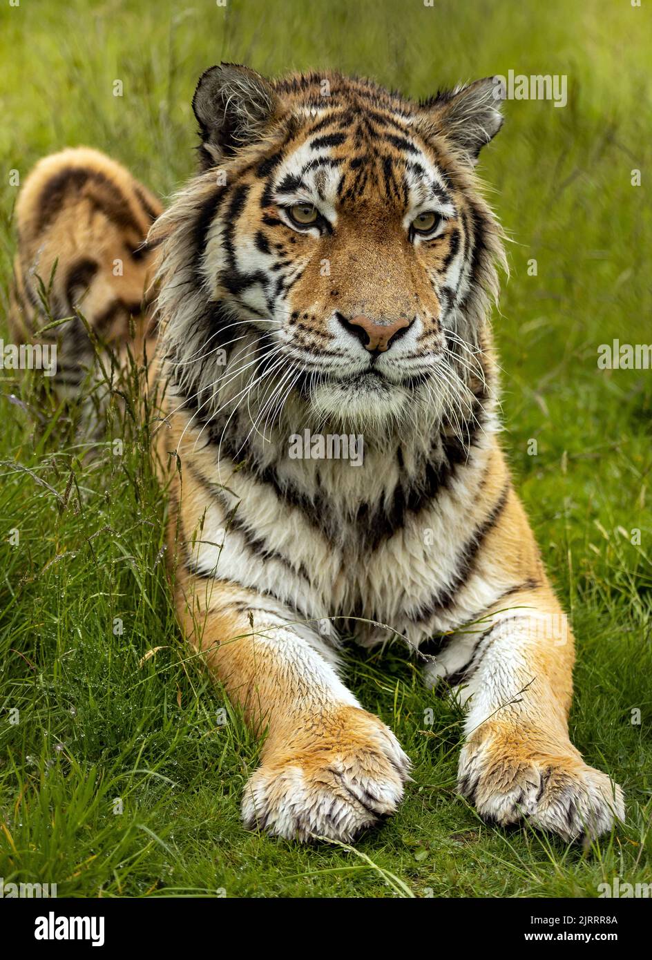 Una tigre di Amur che giace sulla prateria Foto Stock