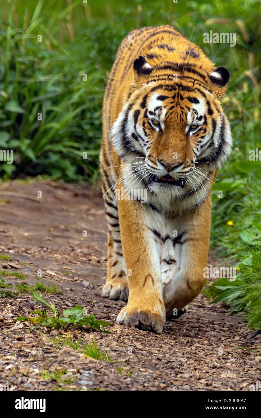Un colpo verticale di tigre di Amur che cammina attraverso le praterie Foto Stock