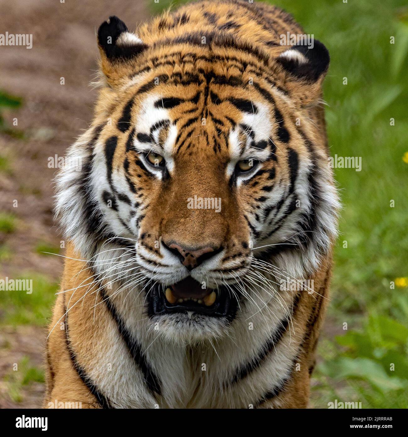 Un primo piano della testa della tigre di Amur isolato su sfondo sfocato Foto Stock