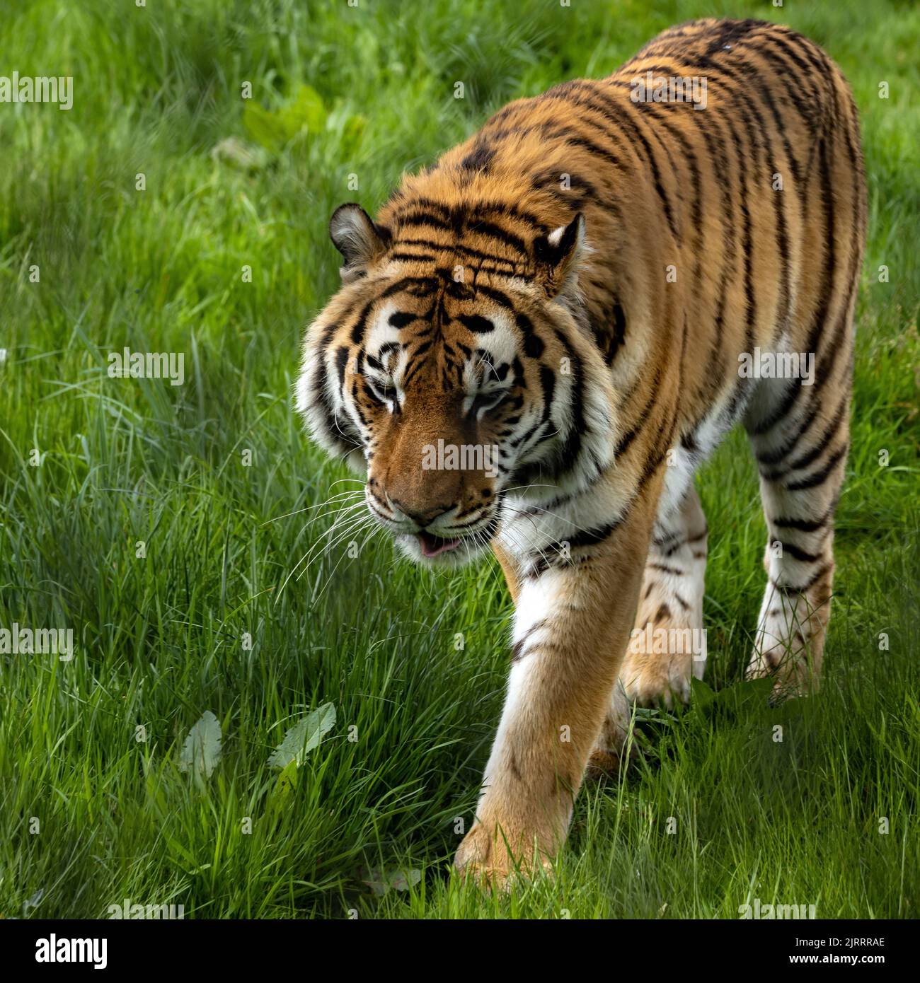 Una tigre di Amur che cammina attraverso le praterie Foto Stock