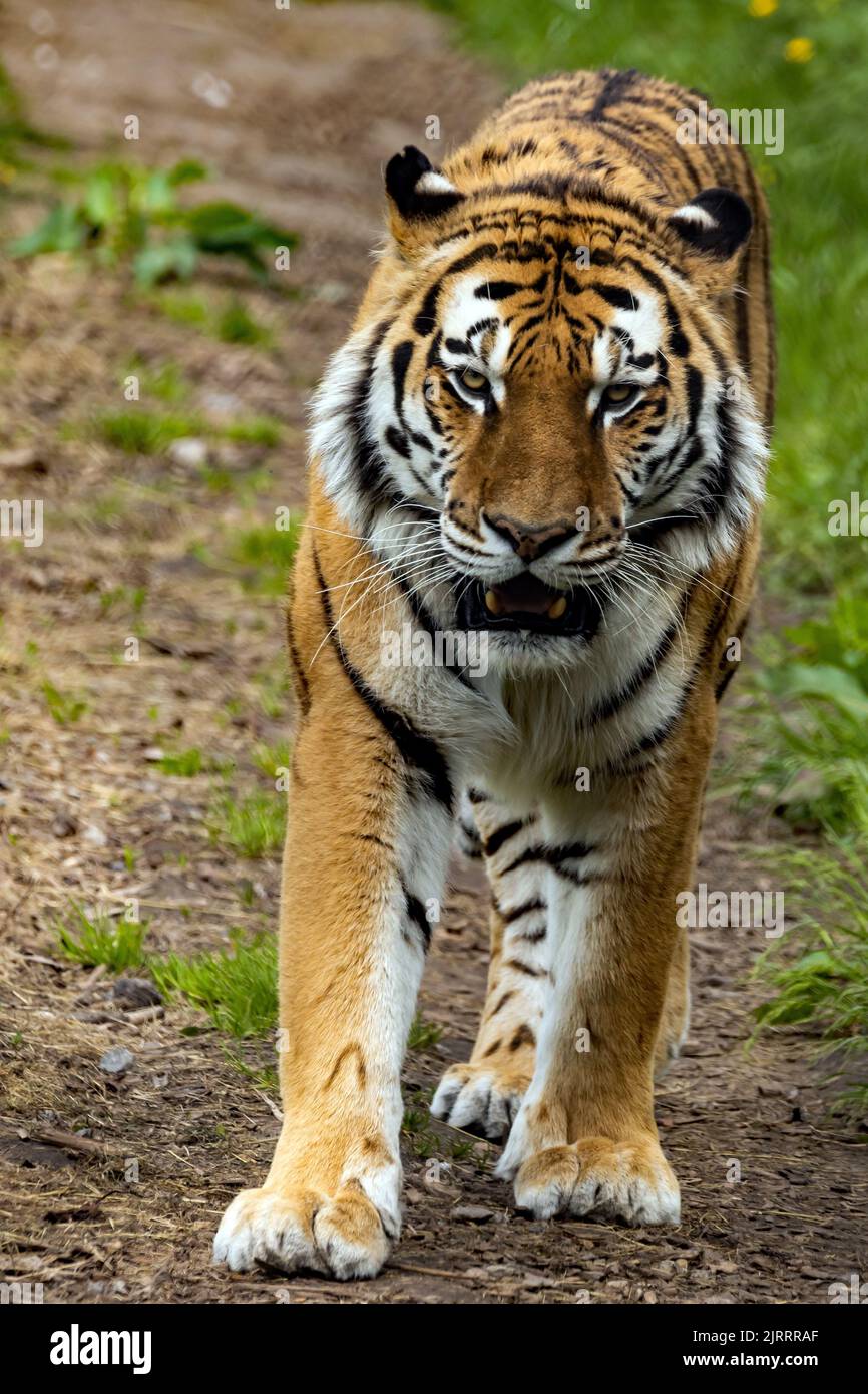 Un colpo verticale di tigre di Amur che cammina attraverso le praterie Foto Stock