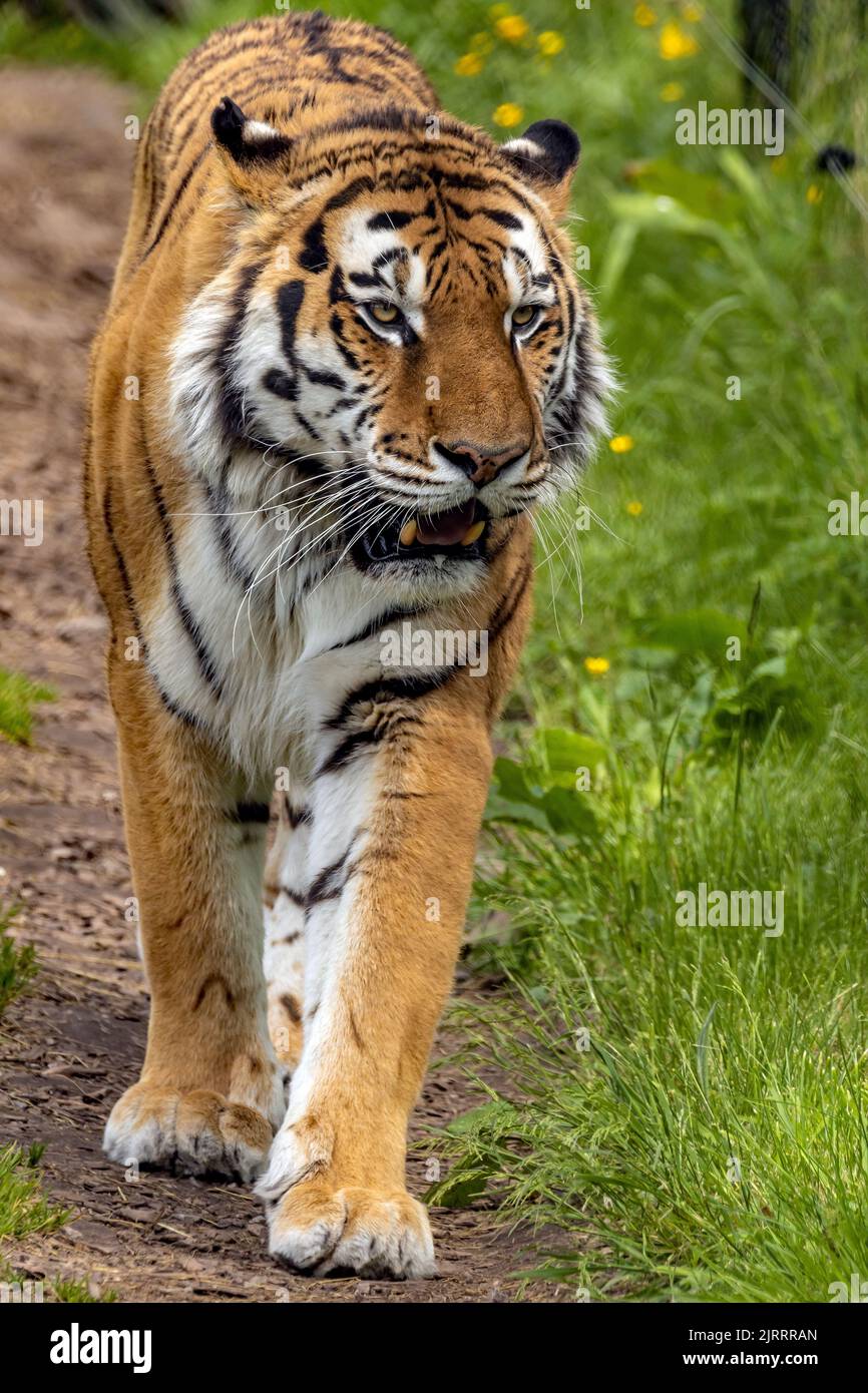 Un colpo verticale di tigre di Amur che cammina attraverso le praterie Foto Stock