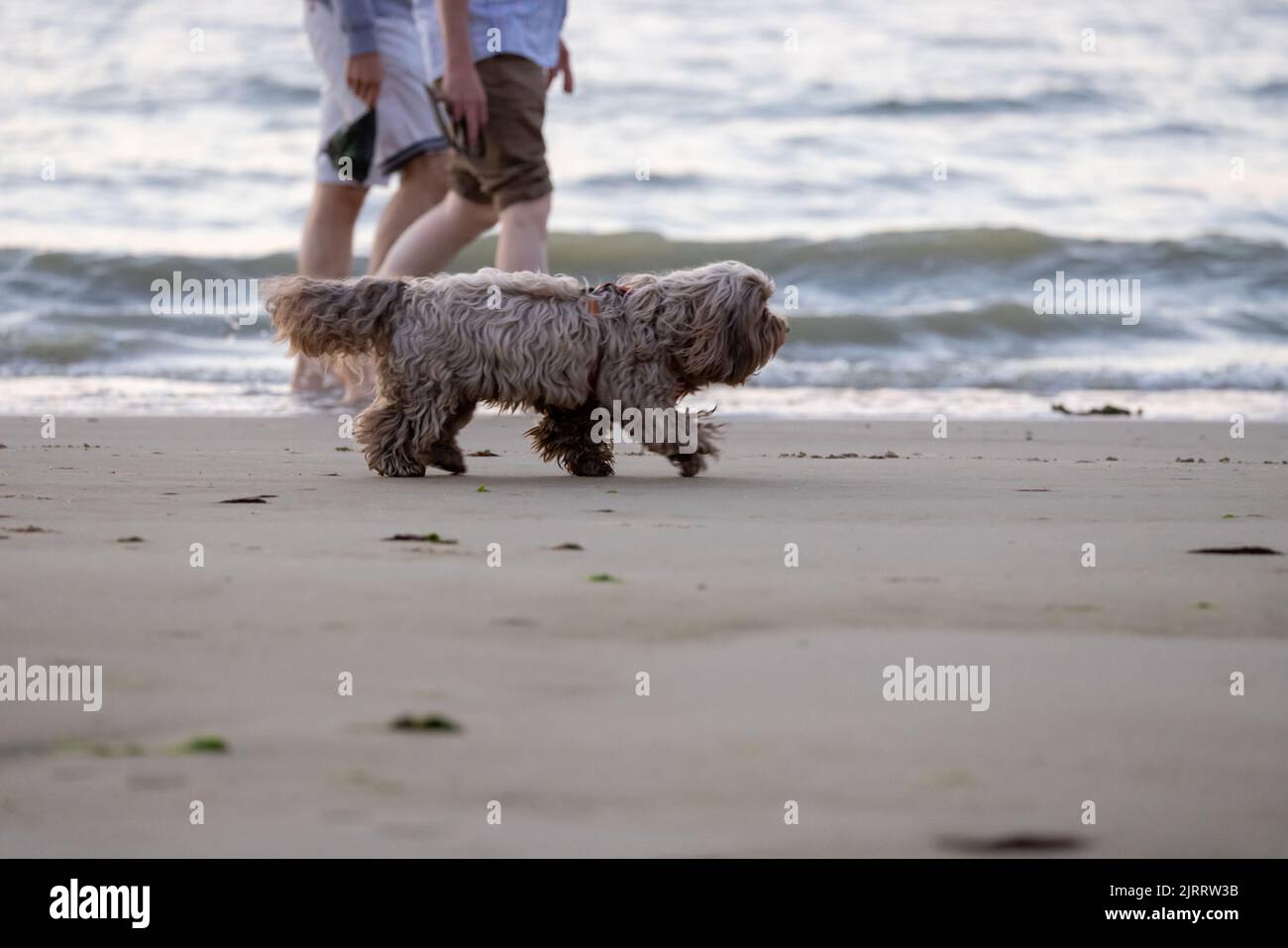 Cane a camminare su una spiaggia Foto Stock