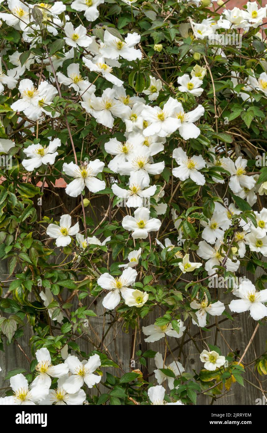 Clematis montana climbing vite con fiori bianchi Foto Stock